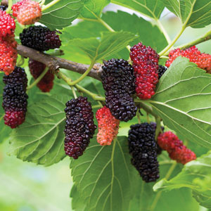 Mulberry Hicks Fancy Mulberry Hicks Fancy