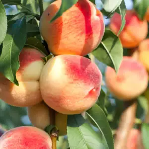 Dwarf Peach Anzac Dwarf Peach Anzac