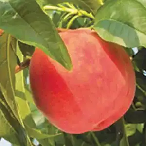 Skinny Peach Crimson Rocket Skinny Peach Crimson Rocket