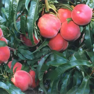 Super Dwarf Peach Valley Red Super Dwarf Peach Valley Red