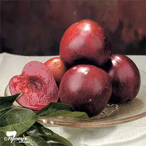Plum Mariposa Plum Mariposa