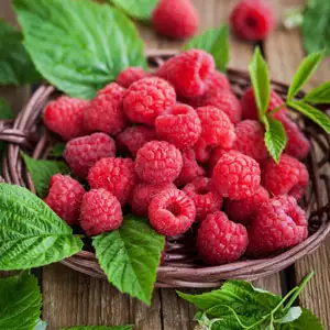 Raspberry Nootka Raspberry Nootka