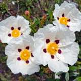 Rock Rose Gum Lporrogum - Garden Express Australia