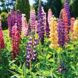 Russell Lupin Mixed Russell Lupin Mixed