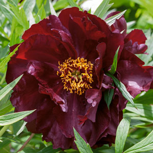 Tree Peony Black Panther Tree Peony Black Panther