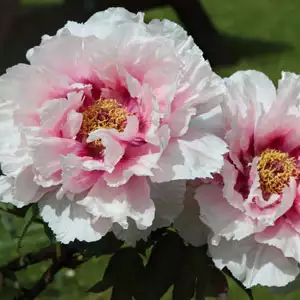 Tree Peony Ice Age Tree Peony Ice Age