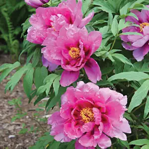Tree Peony Rose Flame Tree Peony Rose Flame