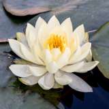 Water Lily White Sunrise Pkwliwsu - Garden Express Australia