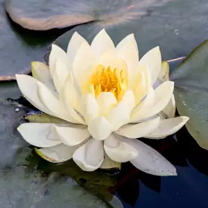 Water Lily White Sunrise