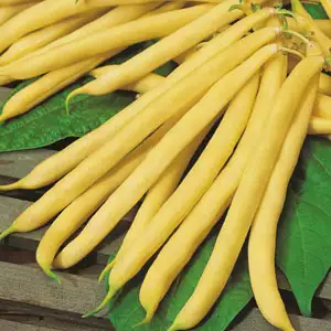 Seed – Climbing Bean Kentucky Wonder Wax Seed – Climbing Bean Kentucky Wonder Wax