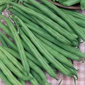 Seed – Dwarf Bean Tendergreen