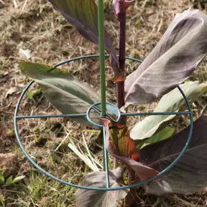 Gardeners Advantage Plant Support Round Fixed Gardeners Advantage Plant Support Round Fixed