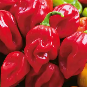 Seed – Chilli Habanero Giant Red Seed – Chilli Habanero Giant Red