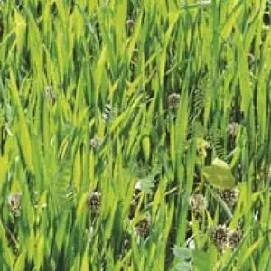 Seed – Green Manure Mix