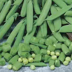 Seed – Pea Sugar Snap Seed – Pea Sugar Snap