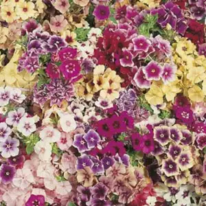 Seed – Phlox Tapestry
