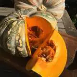 Seed Pumpkin Jap Seepumjap - Garden Express Australia