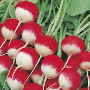 Seed – Radish Sparkler