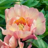 Tree Peony Themis Tree Peony Themis