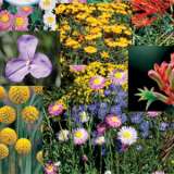 Wildflower Seed Australian Native Mix Seewseana - Garden Express Australia