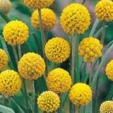 Wildflower Seed Billy Buttons Seewsebbu - Garden Express Australia