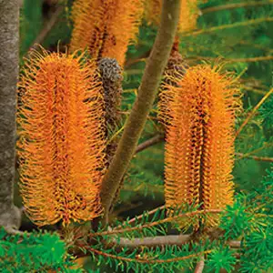 Wildflower Seed – Heath Banksia Wildflower Seed – Heath Banksia