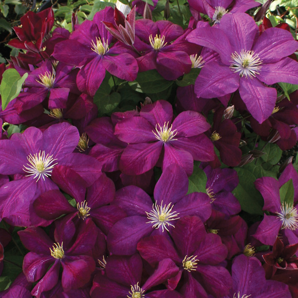 Clematis Voluceau Clematis Voluceau