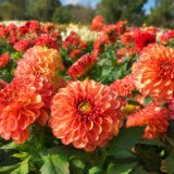Dahlia Bushfire Dahlia Bushfire
