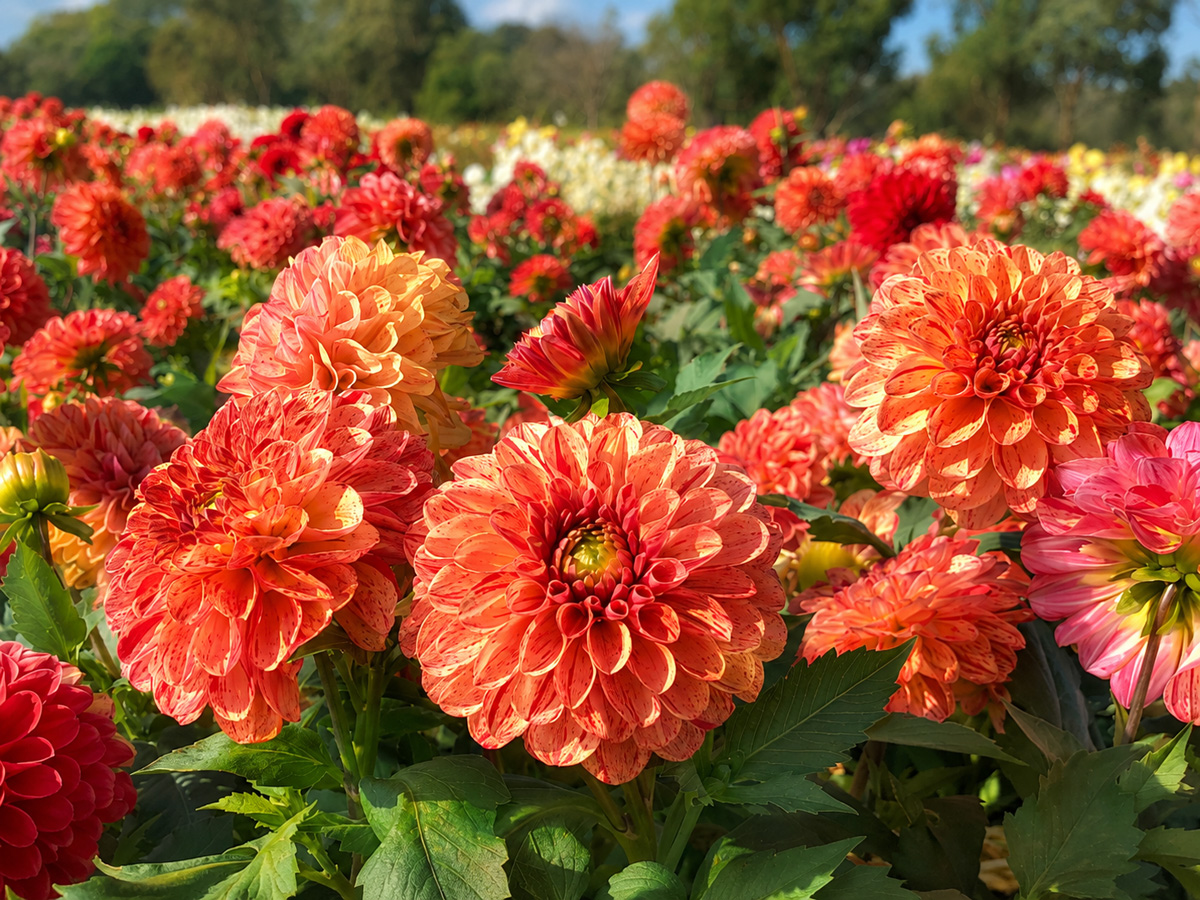Dahlia Bushfire Dahlia Bushfire