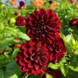 Dahlia Pkdahfer Fernlea - Garden Express Australia