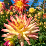 Dahlia Mountain Aurora Dahlia Mountain Aurora
