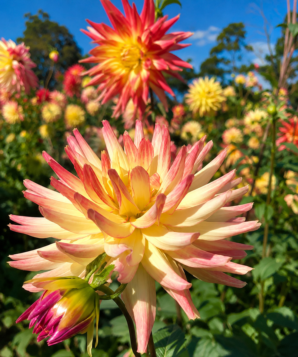 Dahlia Mountain Aurora Dahlia Mountain Aurora
