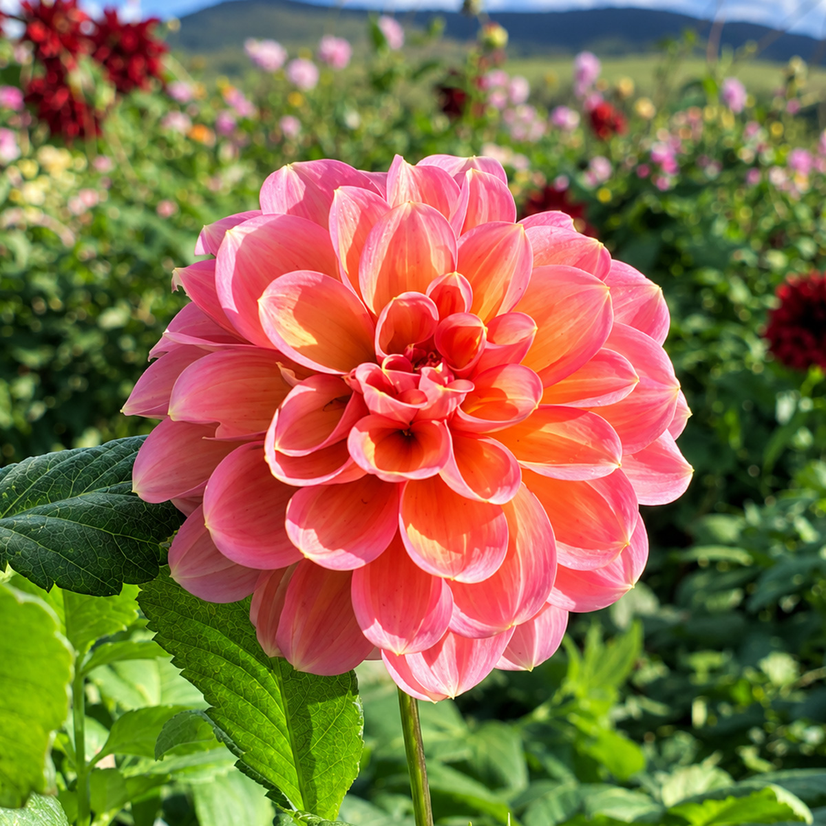 Dahlia Sunnyrose Dahlia Sunnyrose