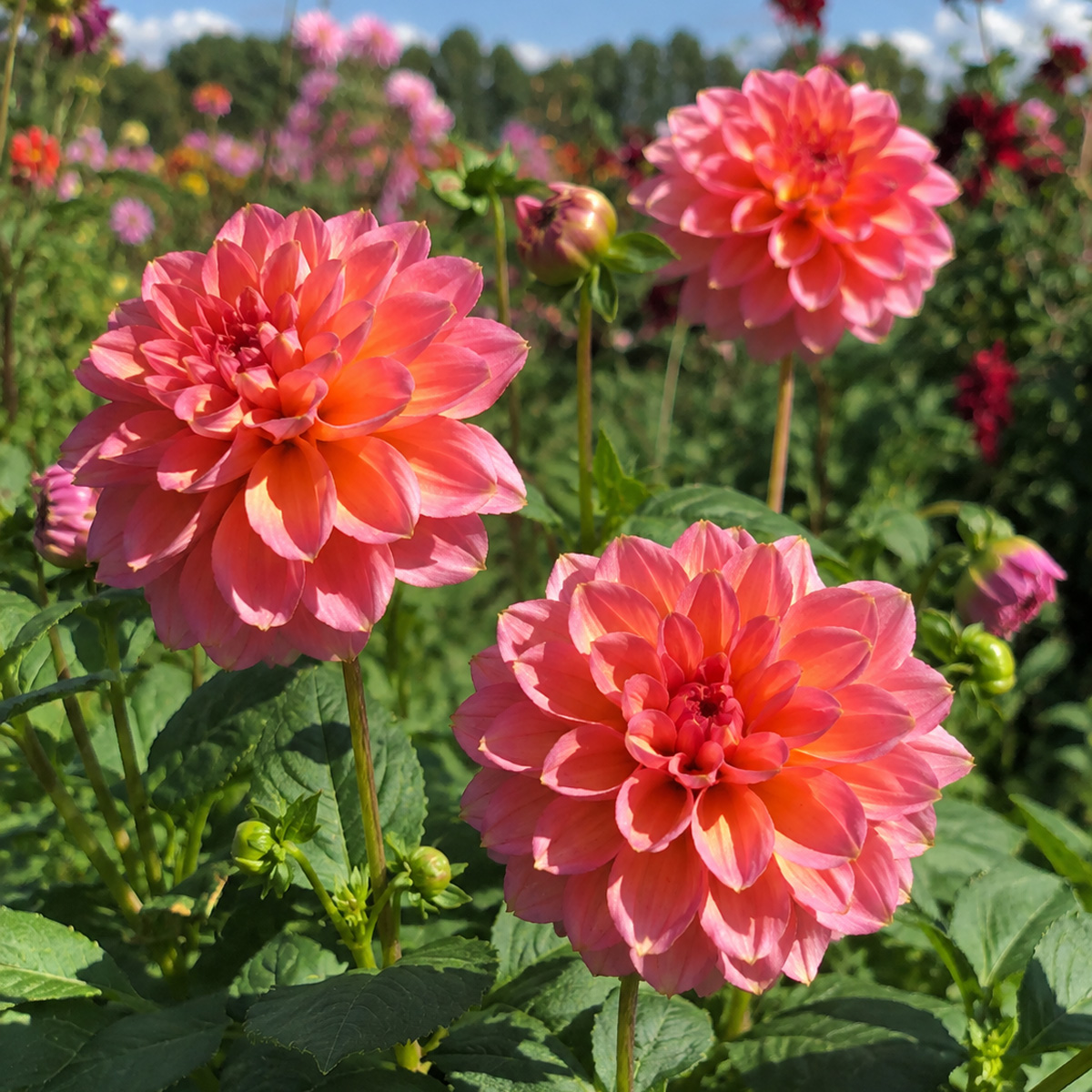 Dahlia Sunnyrose Dahlia Sunnyrose
