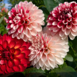 Dahlia Xmas Cheer Dahlia Xmas Cheer