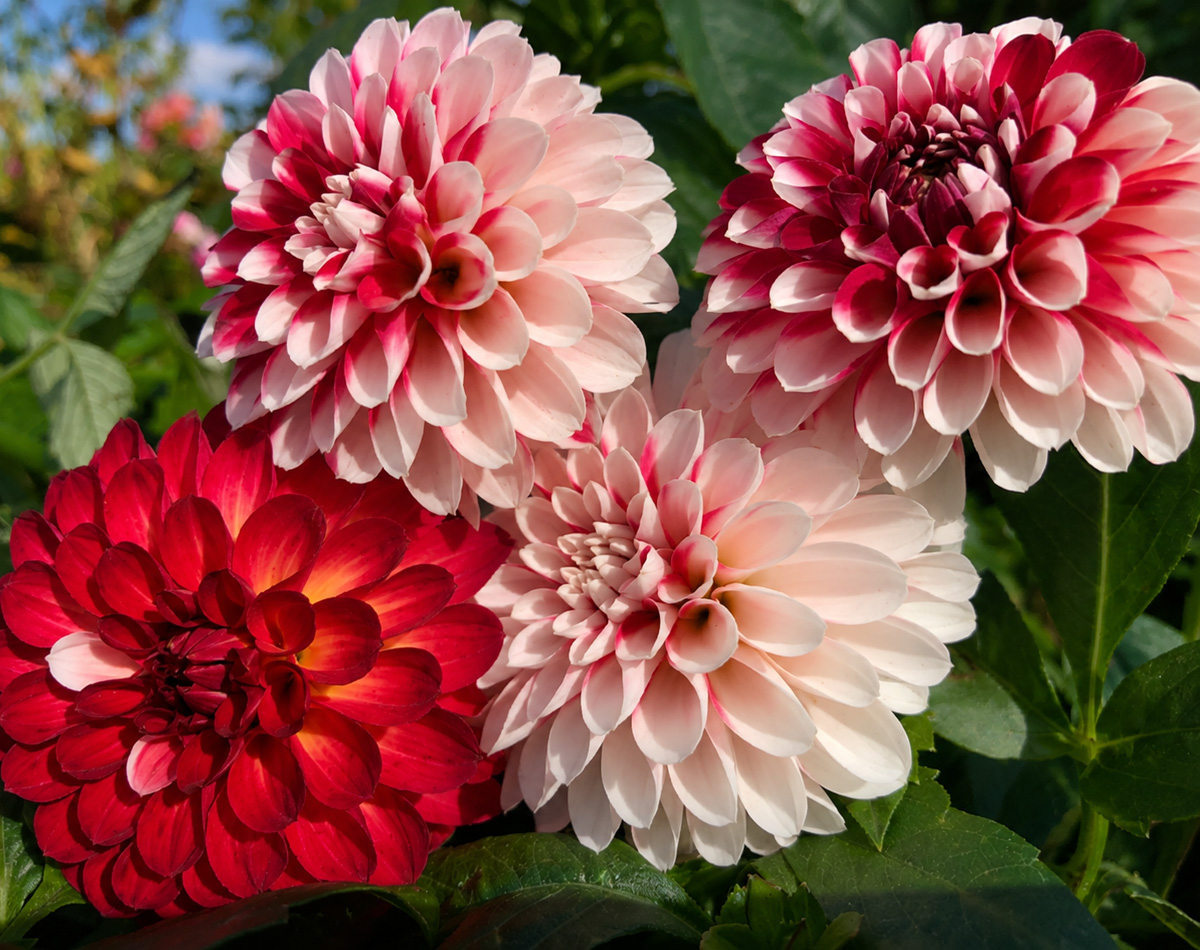 Dahlia Xmas Cheer Dahlia Xmas Cheer