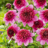 Dahlia Purex 2024 Pkdahpur - Garden Express Australia