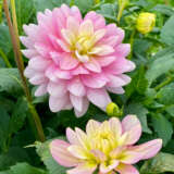 Dahlia Seagull 2021 Pkdahsea - Garden Express Australia