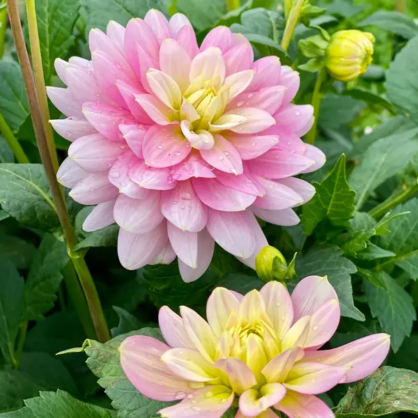 Dahlia Seagull Dahlia Seagull