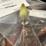 Hippeastrum Celica Hippeastrum Celica