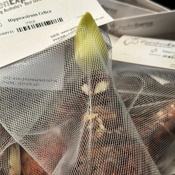Hippeastrum Celica Hippeastrum Celica