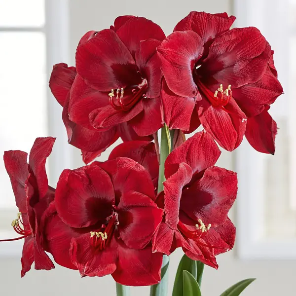 Hippeastrum Mandela Hippeastrum Mandela