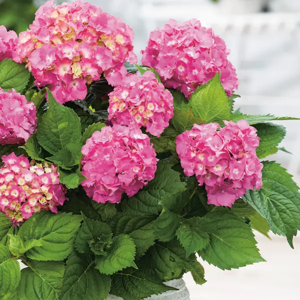 Hydrangea Hamburg