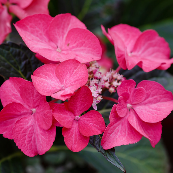 Hydrangea Rotschwanz
