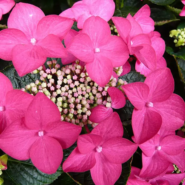 Hydrangea Rotschwanz 50mm Hydrangea Rotschwanz 50mm
