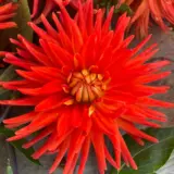 Dahlia Melissa Dahlia Melissa