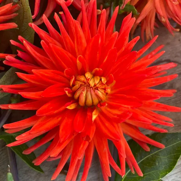 Dahlia Melissa Dahlia Melissa