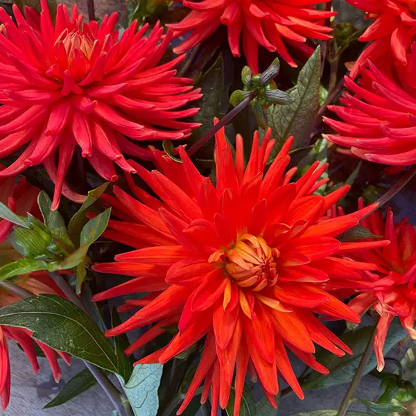 Dahlia Melissa Dahlia Melissa