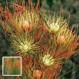 Aulax Bronze Haze Pplproabh - Garden Express Australia