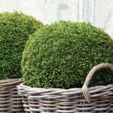 Buxus Faulkner Dwarf Japanese Box Lpobuxfau - Garden Express Australia